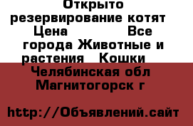 Открыто резервирование котят › Цена ­ 15 000 - Все города Животные и растения » Кошки   . Челябинская обл.,Магнитогорск г.